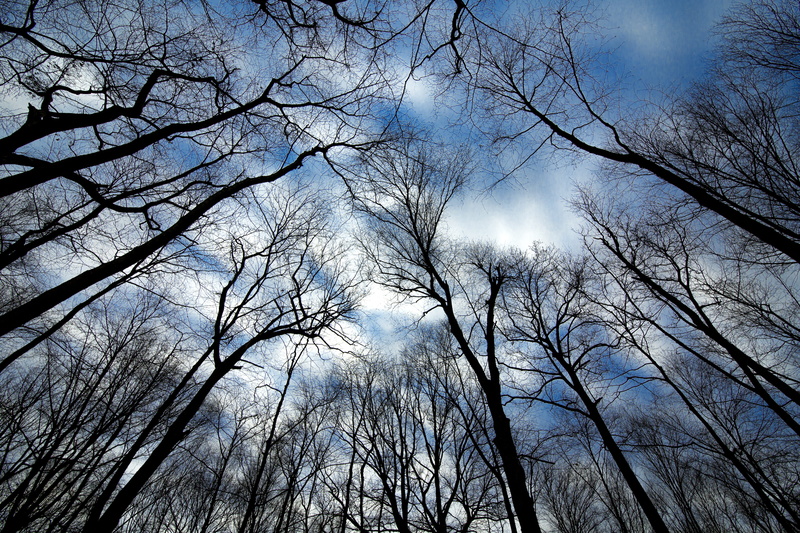 nationalpark, natgeo, nature, branch, winter, scenery, low angle view, no people, sky, woodland, trunk, 5K, park, united states, photography, directly below