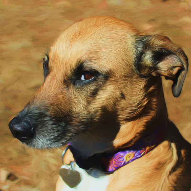 pet collar, dog, vertebrate, short, painting, canine, digital painting, black-brown, indoors, animal head, animal, domestic animals, mammal, tan, digital art