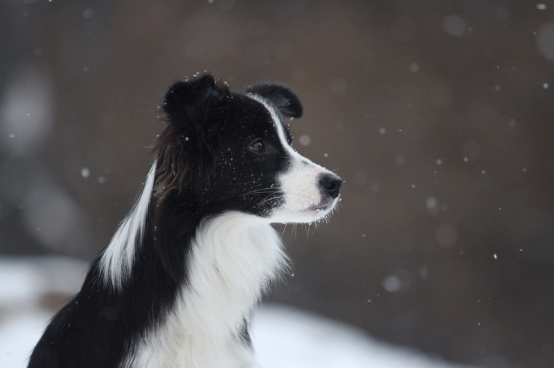 white, winter, no people, puppy, outdoors, purebred Dog, border Collie, canine, snowflake, cute, one Animal, animal head, coated, 1080P, domestic, collie