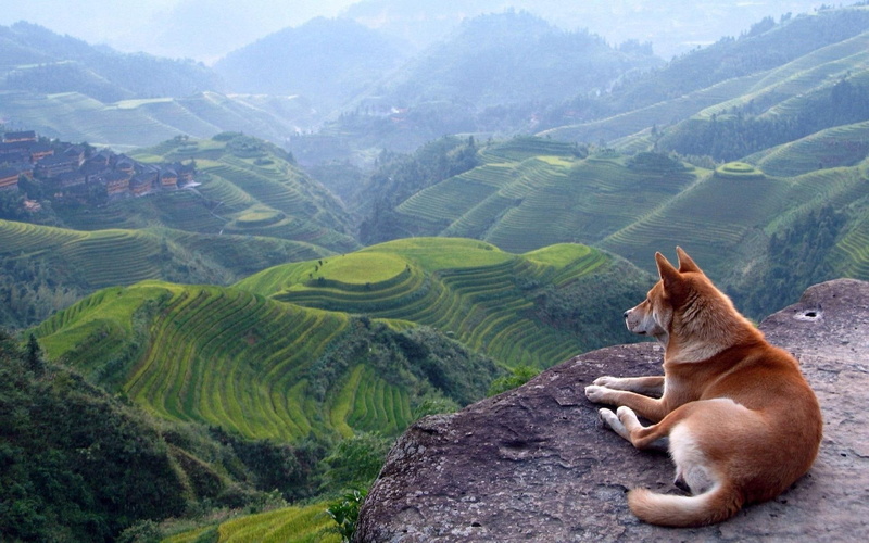 short, coated, dog, 1080P, wild, white, animals, wild dog, 1920x1200, brown