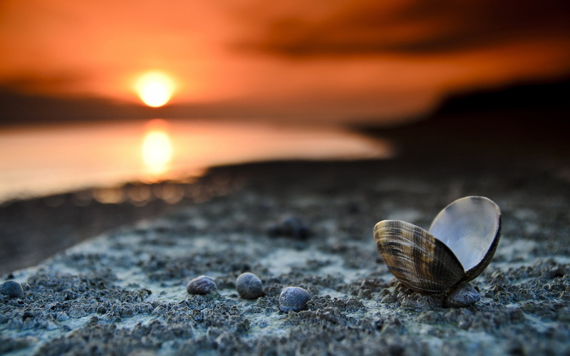 shell, brown, beauty In Nature, clamshell, nature, no People, 1080P, sunlight, marine, seashells, animal wildlife, sunset, surface level, backgrounds