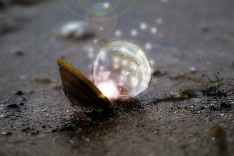 solid, land, drop, 4K, clamshell, transparent, wet, single object, nature, opened, no people, glass - material, vulnerability, pavement, sand, water, reflection