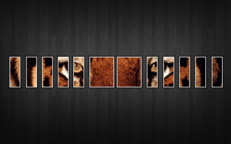 eye, s, panel, wildlife, tiger, 1920x1200, depicting, painting, panels, digital art, 1080P