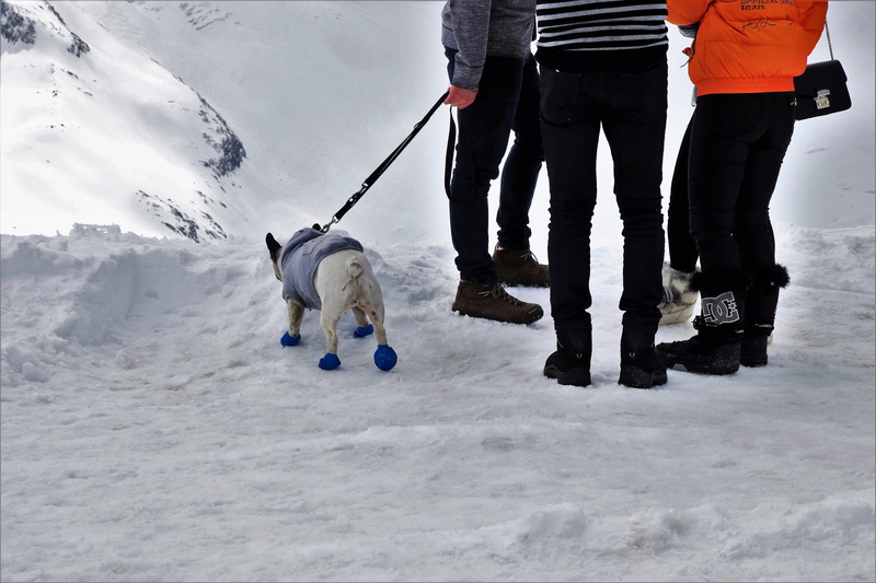 cold, young, at the court of, group, winter, handbag, extreme weather, vertebrate, shoes, domestic, dog, nature, animal, outdoors, spacer, real people