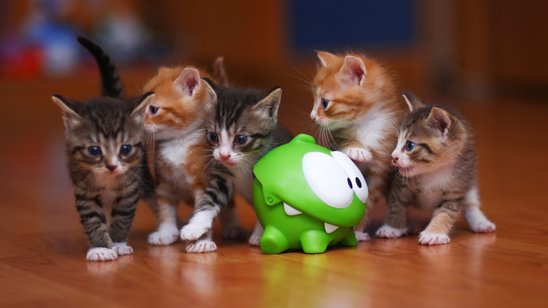 kittens, kitten, animal head, domestic cat, domestic, no people, mammal, hardwood floor, color, 4K, animal, pets, whisker, assorted, indoors, animal themes