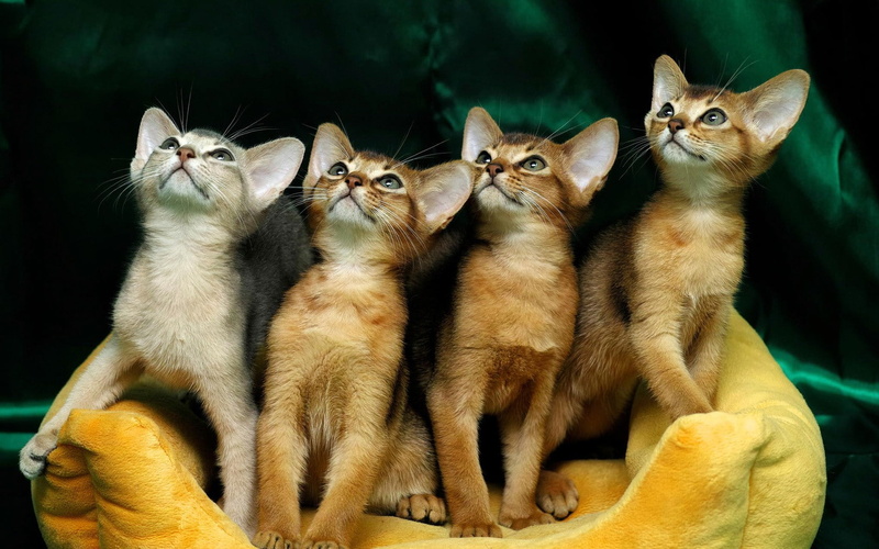 sitting, mammal, whisker, looking, cat, animal, kitten, animal family, no people, four animals, tabby, animal themes, group of animals, 720P, animals