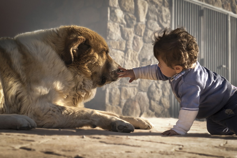 familiarity, child, 1080P, boy, friends, dog
