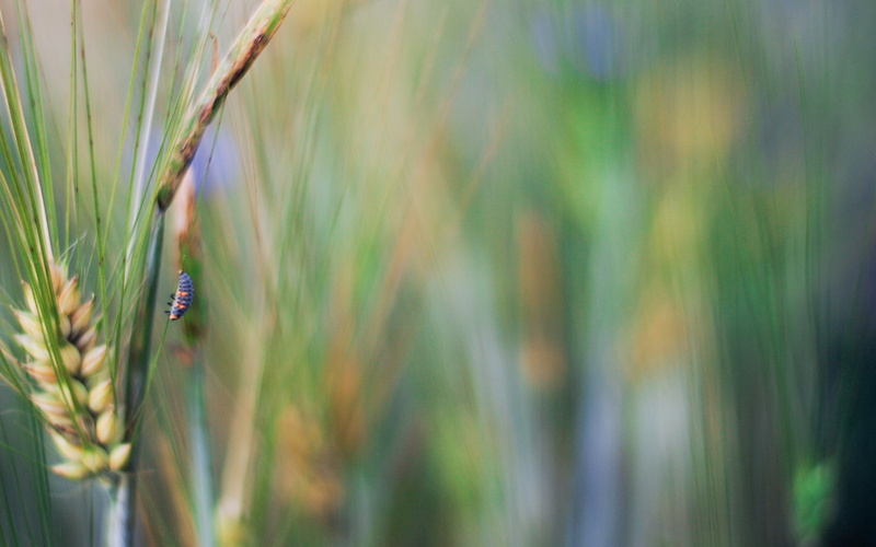 no people, focus on foreground, plant, Rye, day, plants, growth, field, wheat, green color, cereal plant, rural scene, beauty in nature, nature, selective focus