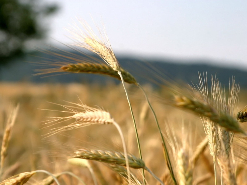 day, yellow, plant, field, close-up, Rye, 720P, rural scene, floral, crop, barley, nature, grass, wheat, no people, textile, growth, cereal plant, agriculture