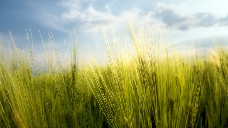 macro, 1080P, plants, Rye, sky