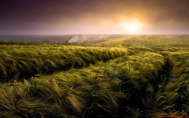 scenics - nature, crop, agriculture, tranquility, no people, digital art, nature, outdoors, growth, beauty in nature, illustration, tranquil scene, land