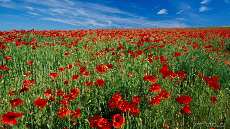england, east, Flowers/Gardens, 2K, sussex, field, poppy