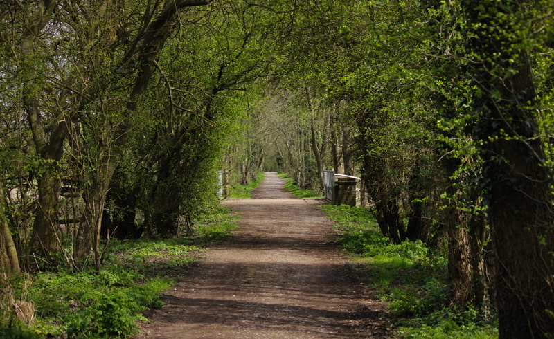 outdoor, green color, pleasure, tree, growth, tree trunk, plant, diminishing perspective, forest, disused railway, treelined, walkway, day, cycling, outdoors