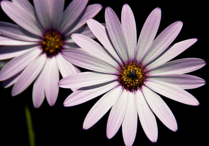 2K, aster, summer, beauty In Nature, white  lilac, nature, purple, white, east grinstead, plant, daisies, two, Flower, daisy, close-up, white Aster, flowers