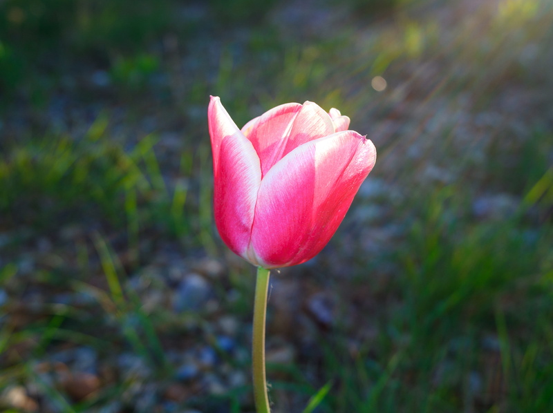 iris, red, flower head, flowering plant, petal, focus on foreground, gladiolus, flower, outdoors, crocus, nature, pink color, dahlia, plant stem, rose