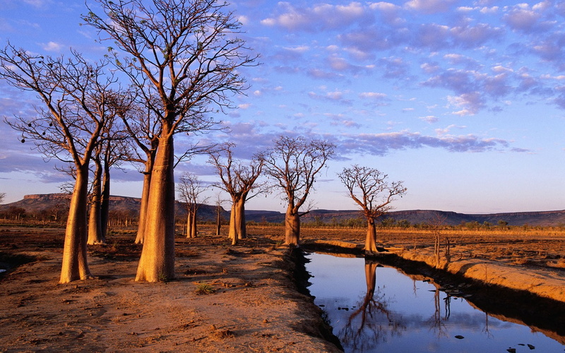Tree, Baobab Tree, Trees, 720P