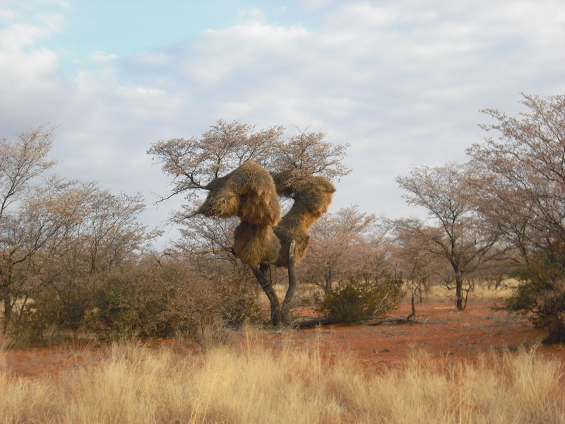 animals in the wild, day, land, animal wildlife, african, domestic animals, plant, baobab, sky, field, animal themes, herbivorous, nature, animal, domestic