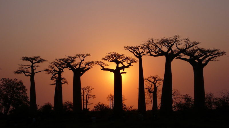 baobabs, light, 1080P, the sky, crown, Trees