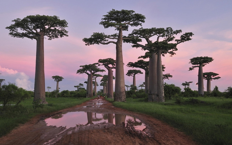 Forest, nature, grass, sky, pond, 1080P, 1920x1200, Baobab, tree