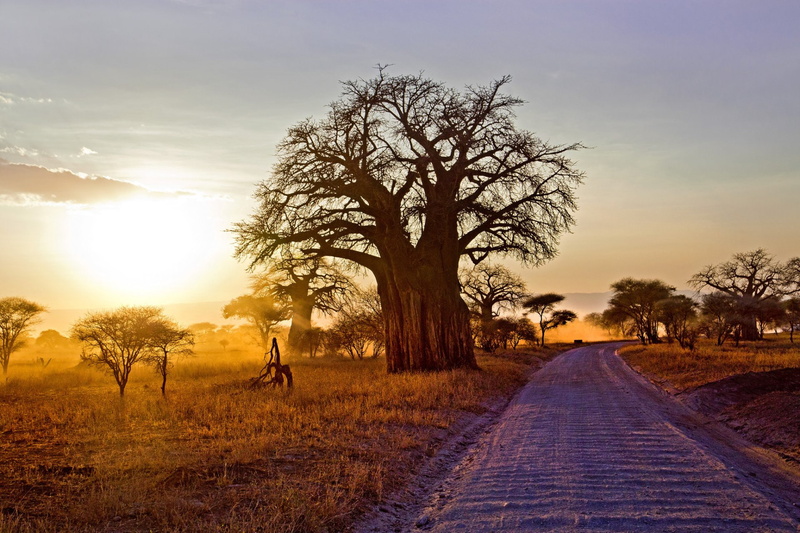 Tree, Baobab Tree, Sunrise, Path, 1080P, Savannah, Sunbeam, Trees, Landscape, Africa