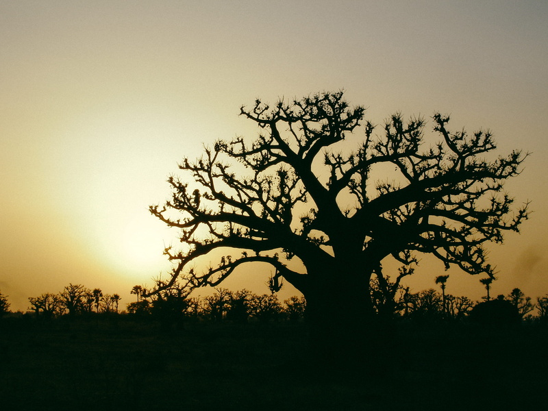 non-urban scene, tranquil scene, beauty in nature, 2K, tree, senegal, plant, outdoors, no people, environment, idyllic, field, tranquility, sunset, land