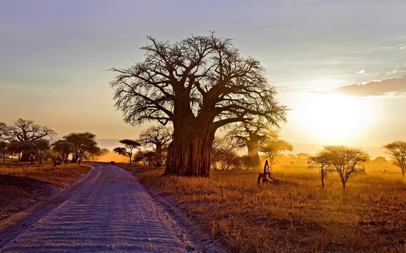 nature, landscape, plant, tranquil scene, sun, road, non-urban scene, field, land, outdoors, landscape nature baobab trees dry grass dirt road shrubs sunset africa tanzania sunlight
