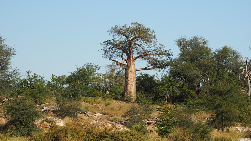 landscape, arid climate, growth, tranquility, semi-arid, coniferous tree, tree, nature, trees, day, plant, africa, no people, 4K, scenics - nature, environment