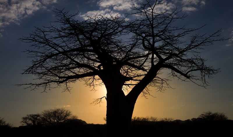 land, non-urban scene, travel, tree, africa, baobab, field, beauty in nature, idyllic, cloud - sky, nature, orange, orange color, sunset, tranquil scene