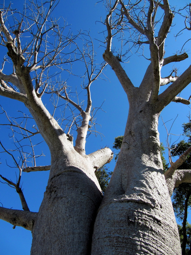 perth, upside-down tree, australia, trunk, branch, monkey-bread tree, day, sky, tranquility, blue, baobab, clear sky, cream of tartar tree, tree, kings park
