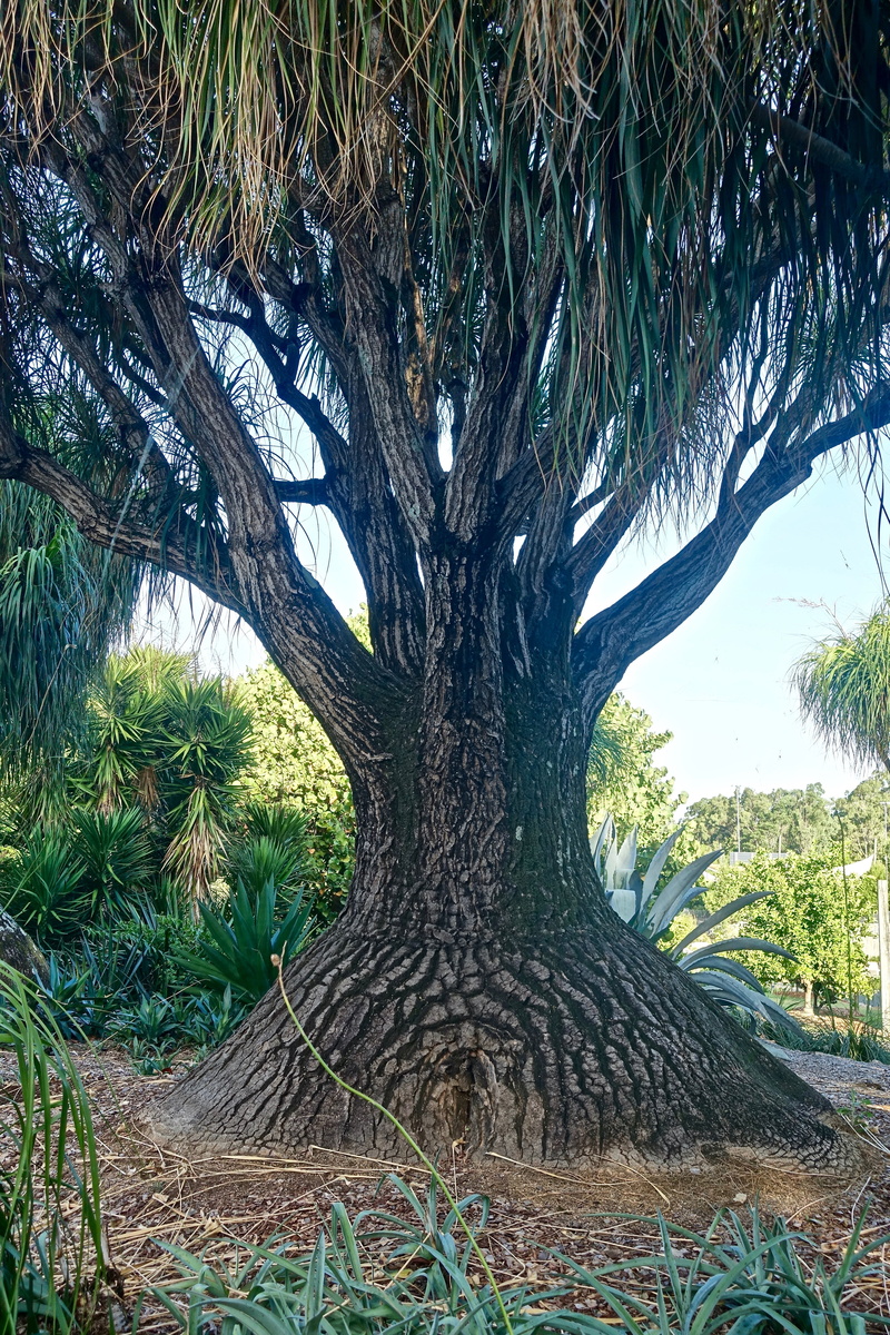 nature, tranquil scene, palm tree, large, grass, green color, tranquility, no people, unusual, plant part, growth, tree, bark, day, madagascar, scenics - nature