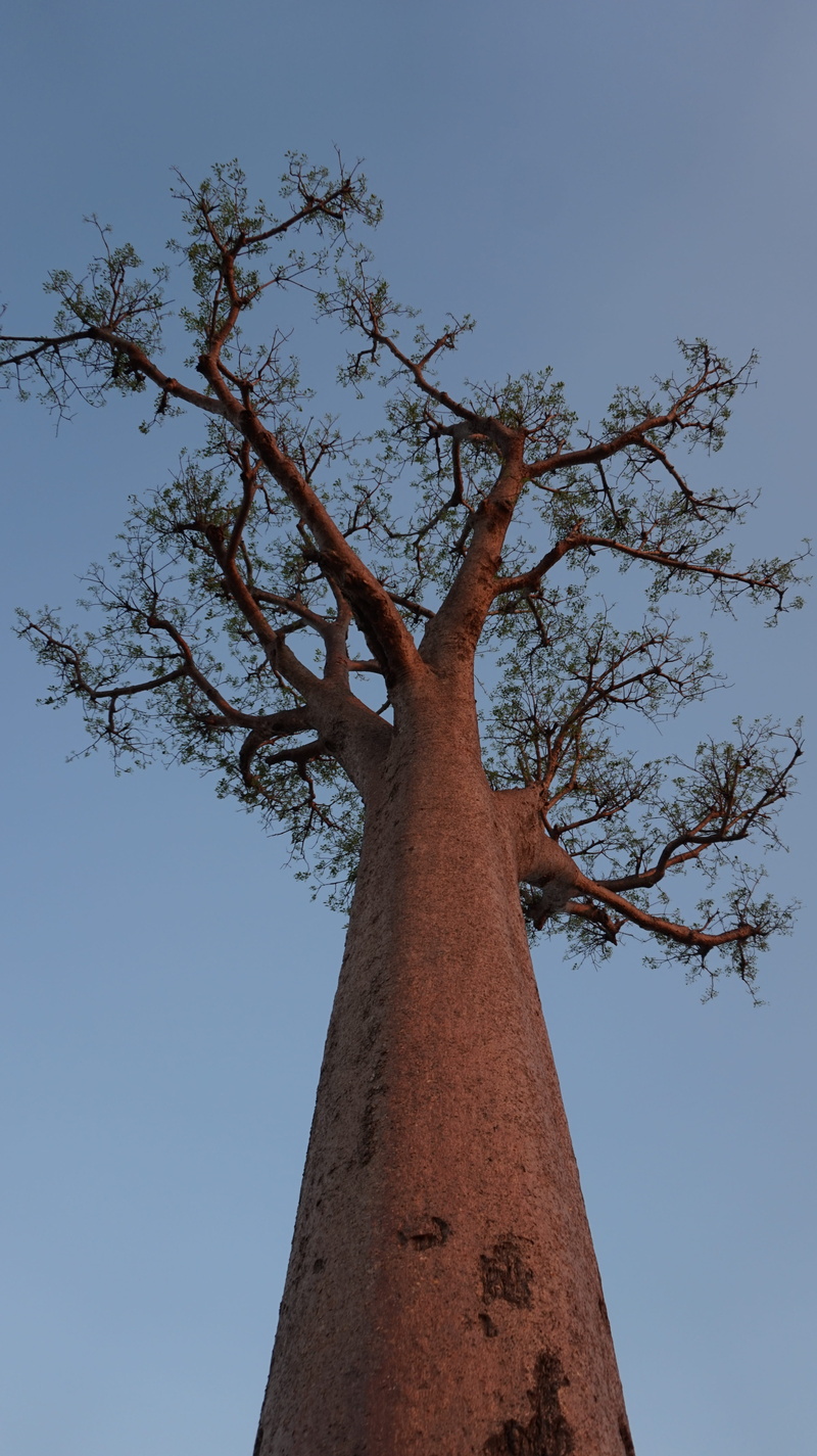 day, blue, Tree, directly below, low angle view, 5K, High, tree trunk, tall - high, outdoors, high, plant, sky, beauty in nature, nature, no people, Baobab