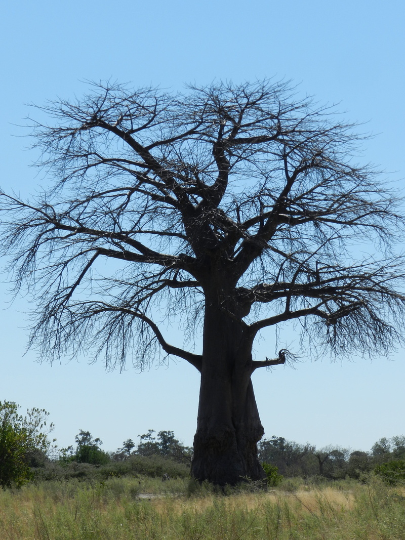 landscape, growth, land, tree, nature, tree trunk, national park, tranquility, grass, beauty in nature, savannah, field, safari, bare tree, clear sky, non-urban scene