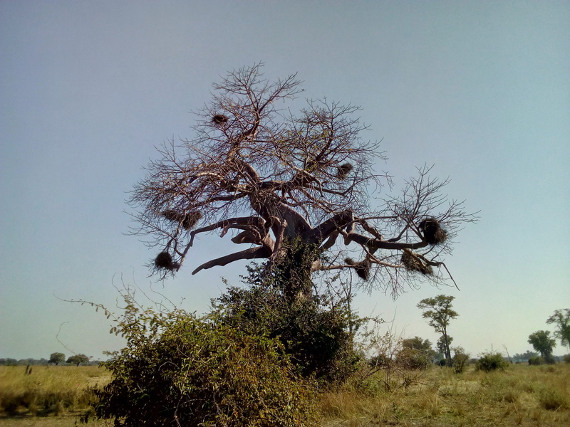 field, d104, tranquil scene, growth, tree, baobab, non-urban scene, environment, beauty in nature, outdoors, scenics - nature, land, clear sky, sky, branch