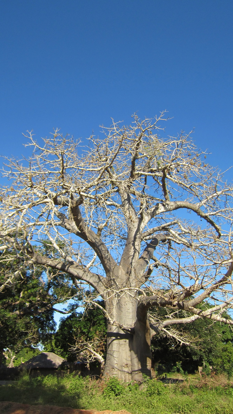 branch, clear sky, Baobab, Flying, day, sky, bare tree, beauty in nature, plant, nature, growth, tranquil scene, blue, no people, Africa, sunlight, scenics - nature
