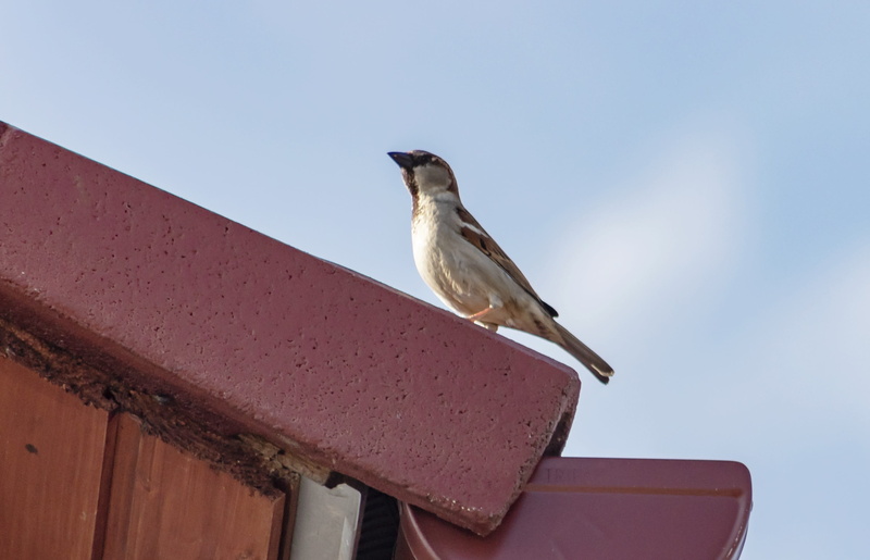 small stature, sparrow, roof, sky, bird, no people, bird species, day, full length, focus on foreground, feather, seagull, animal, one animal, clear sky