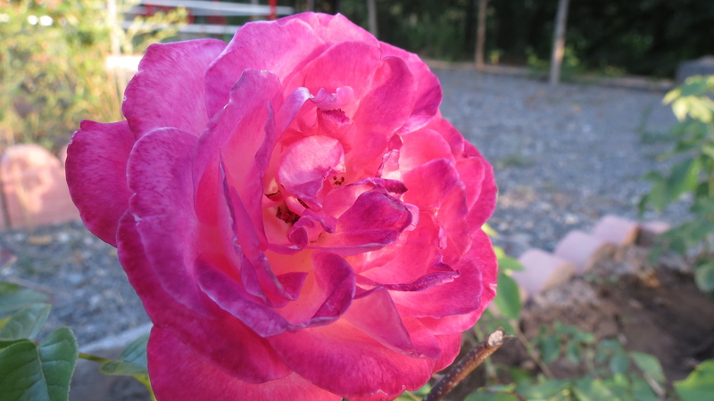 plant, petal, outdoors, growth, rose - flower, nature, flower, petaled, vulnerability, no people, garden, rose, focus on foreground, day, beauty in nature