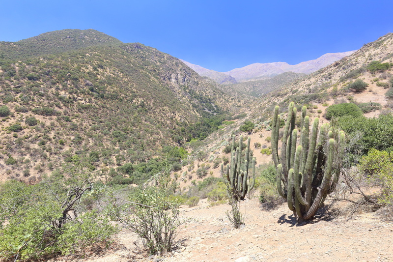 scenics - nature, land, clear sky, saguaro cactus, nature, wilderness, succulent plant, aguas de san ramón, tranquil scene, mountain, road, non-urban scene