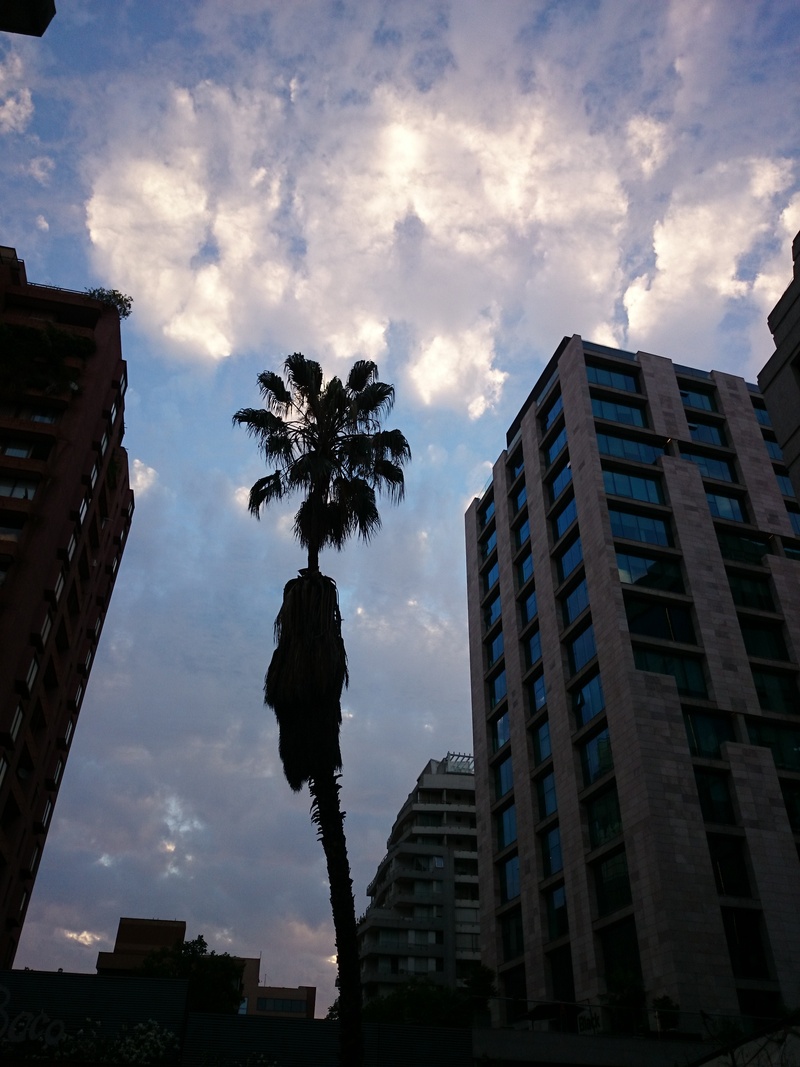 apartment, sunset, skyscraper, low angle view, tree, built structure, no people, 2K, residential district, building exterior, tall - high, office building exterior