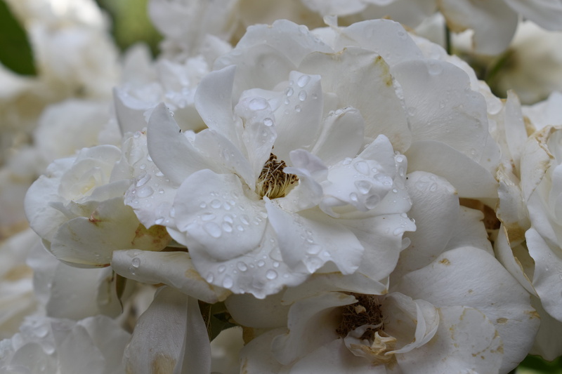 nature, pollen, animal wildlife, white, petals, beauty in nature, blossom, fragility, petalos, white color, freshness, petal, no people, vulnerability
