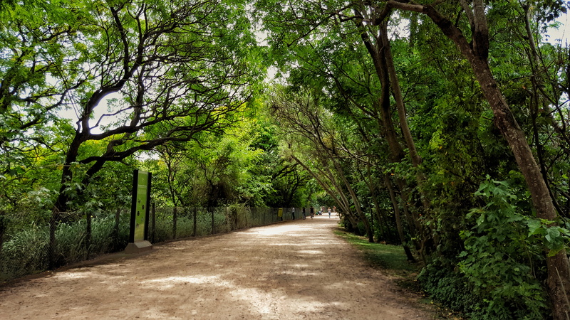 follow, outdoors, reserva ecológica costanera sur, green color, tranquility, empty, iphone, samsung, transportation, growth, tree, nikon, road, patagonia