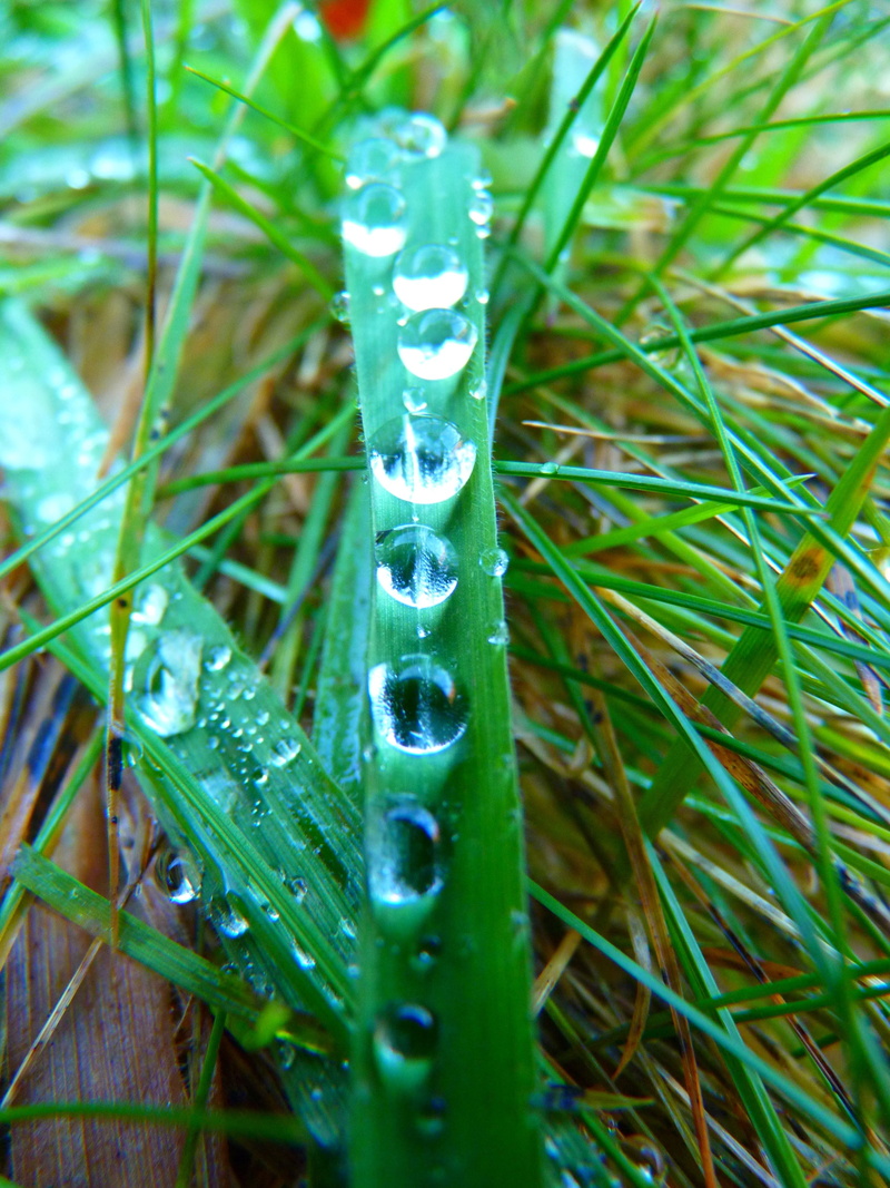 plant, dew, land, purity, selective focus, close-up, Blade Of Grass, green color, plant part, raindrop, Drop Of Water, drop, growth, water, day, leaf, rain