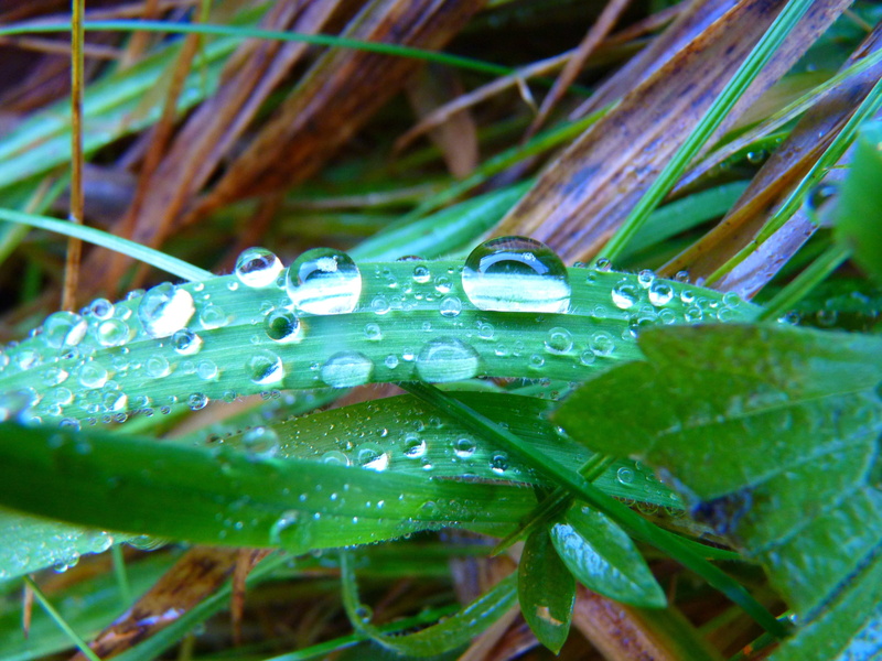 drip, green color, freshness, growth, leaf, raindrop, Blade Of Grass, rainy season, plant part, selective focus, wet, meadow, no people, leaves, dew, grass