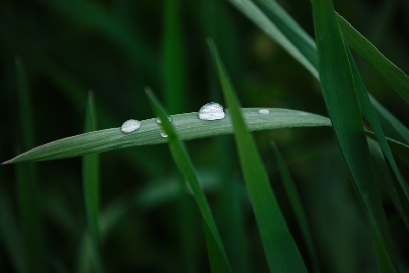 macro, green color, rain, drip, animal wildlife, focus on foreground, drop of water, growth, beaded, green, day, run off, grasses, leaf, freshness, halm