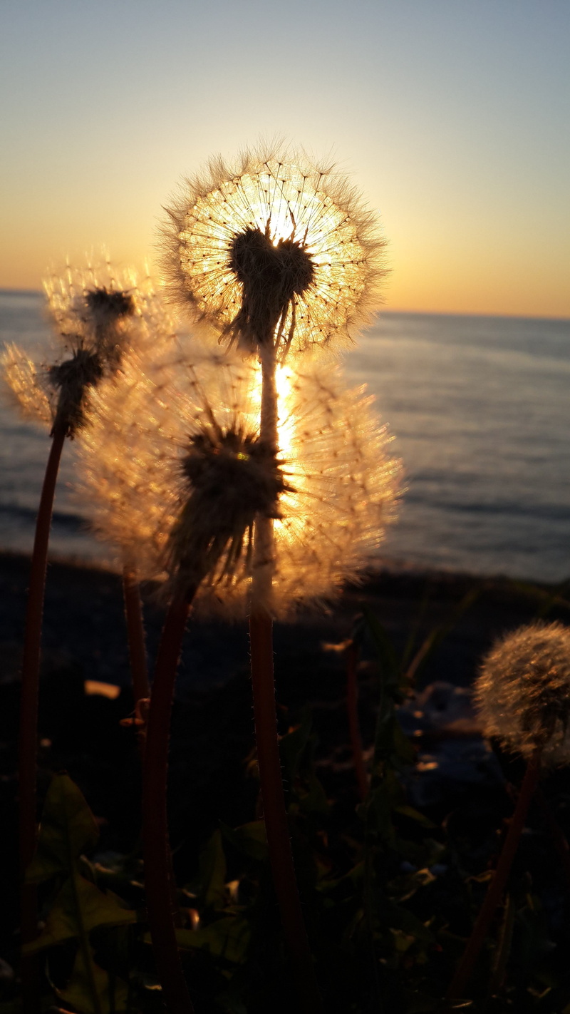 dandelion, in the water, sky, outdoors, beauty in nature, horizon line, beach, no people, inflorescence, solar, color, softness, nature, marine, flower head