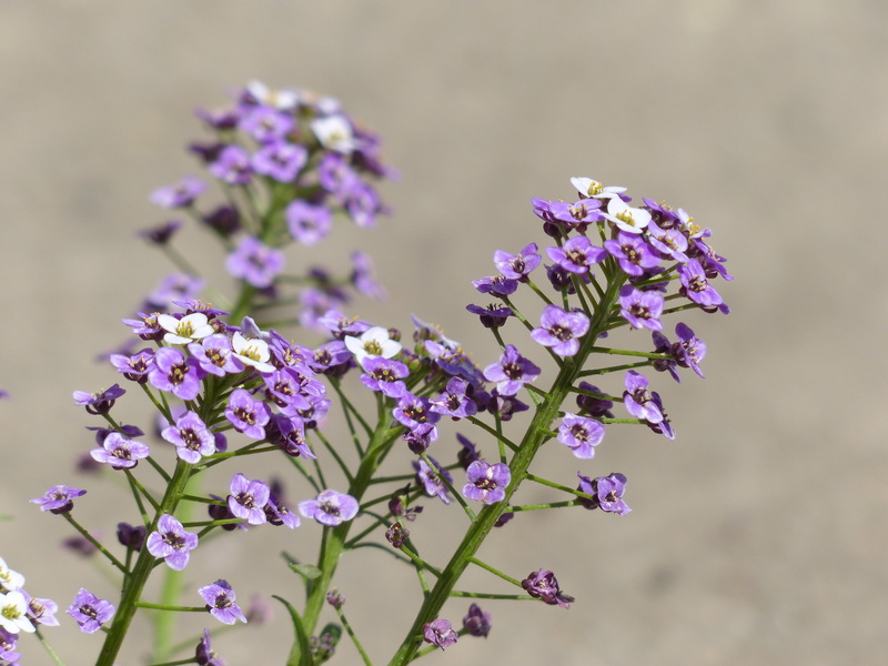 summer, white, arabis, lavender, inflorescence, arabis ciliata, lilac, flowers, growth, violet, blossom, plant, petal, close-up, springtime, bunch of flowers