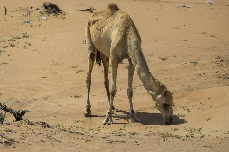 cammello, caldo, arabian camel, emirates, pets, animals in the wild, domestic animals, deserto, beach, climate, soleggiato, vertebrate, herbivorous, dubai