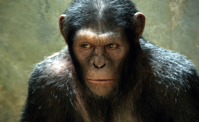 ape, animals in the wild, no people, animal wildlife, animal body part, Apes, mammal, one animal, front view, close-up, Rise, outdoors, baboon, ceasar
