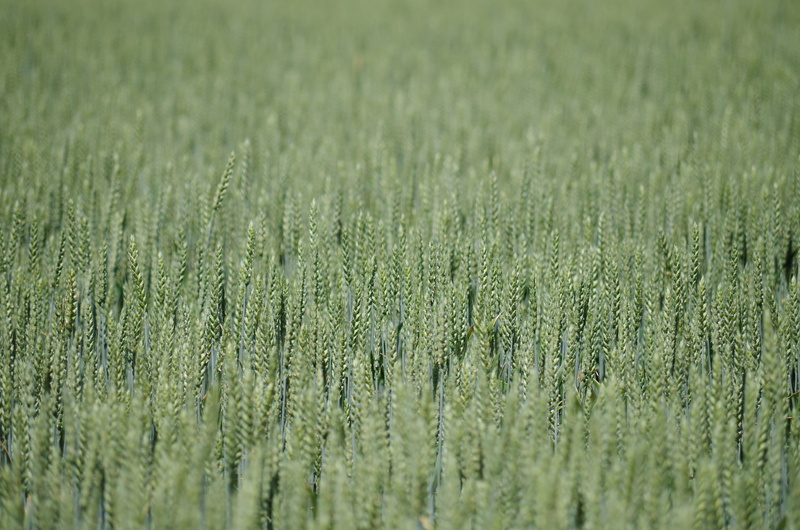 plow, land, bread, no people, plant, farm, field, wheat, backgrounds, environment, nature, the production of grain, colza, barley, tranquility, landscape