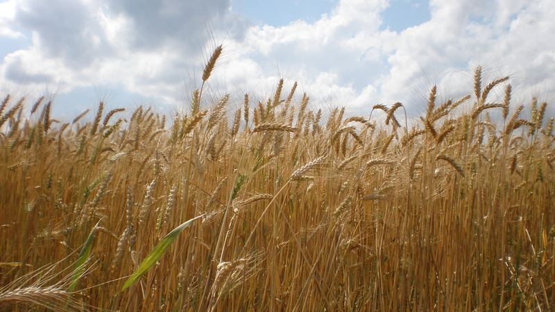 growth, ears, the grain, field, agriculture, landscape, outdoors, rural Scene, day, yellow, summer, crop, sky, ripe, cereal Plant, seed, the production of grain