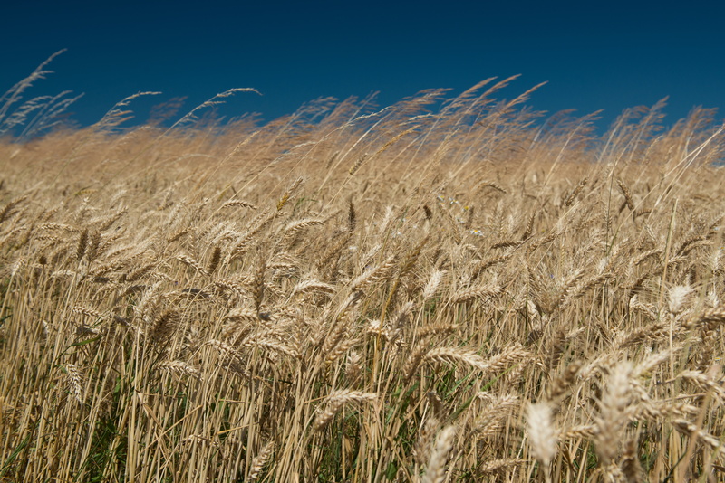 ears, the sky, the grain, landscape, stalk, scenics - nature, plant, plantation, farm, 5K, tranquil scene, the production of grain, wheat, sky, agriculture